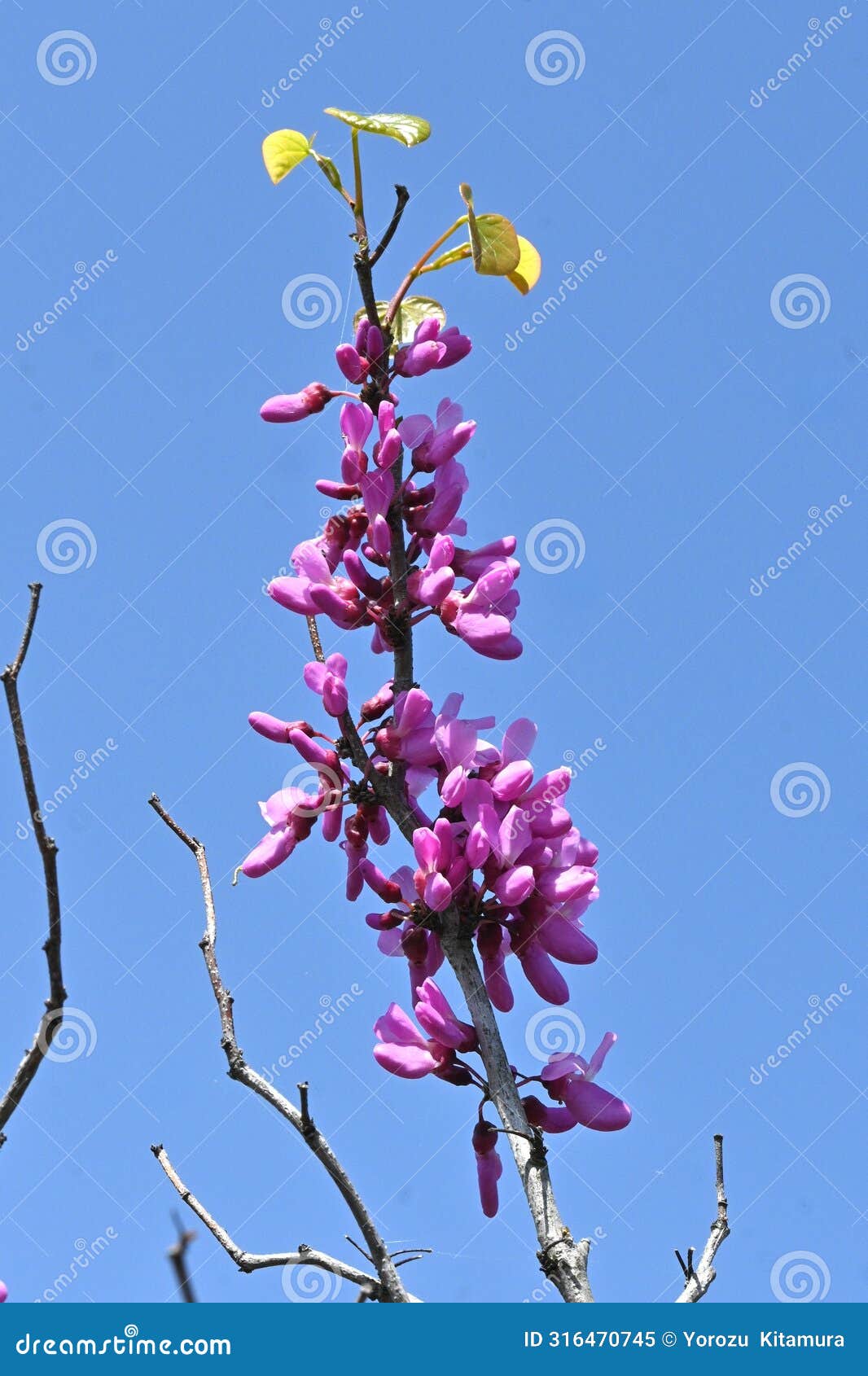 chinese redbud ( cercis chinensis ) flowers. fabaceae deciduous tree.