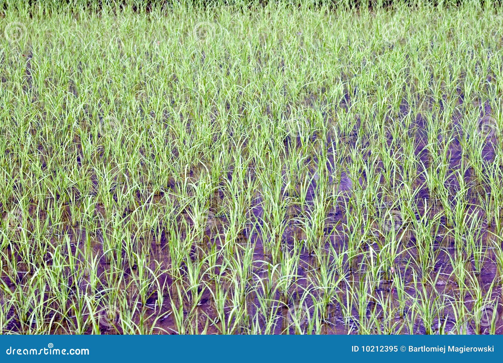 Chinese Rice Fields in Guilin Stock Image Image of chinese, scenic 10212395