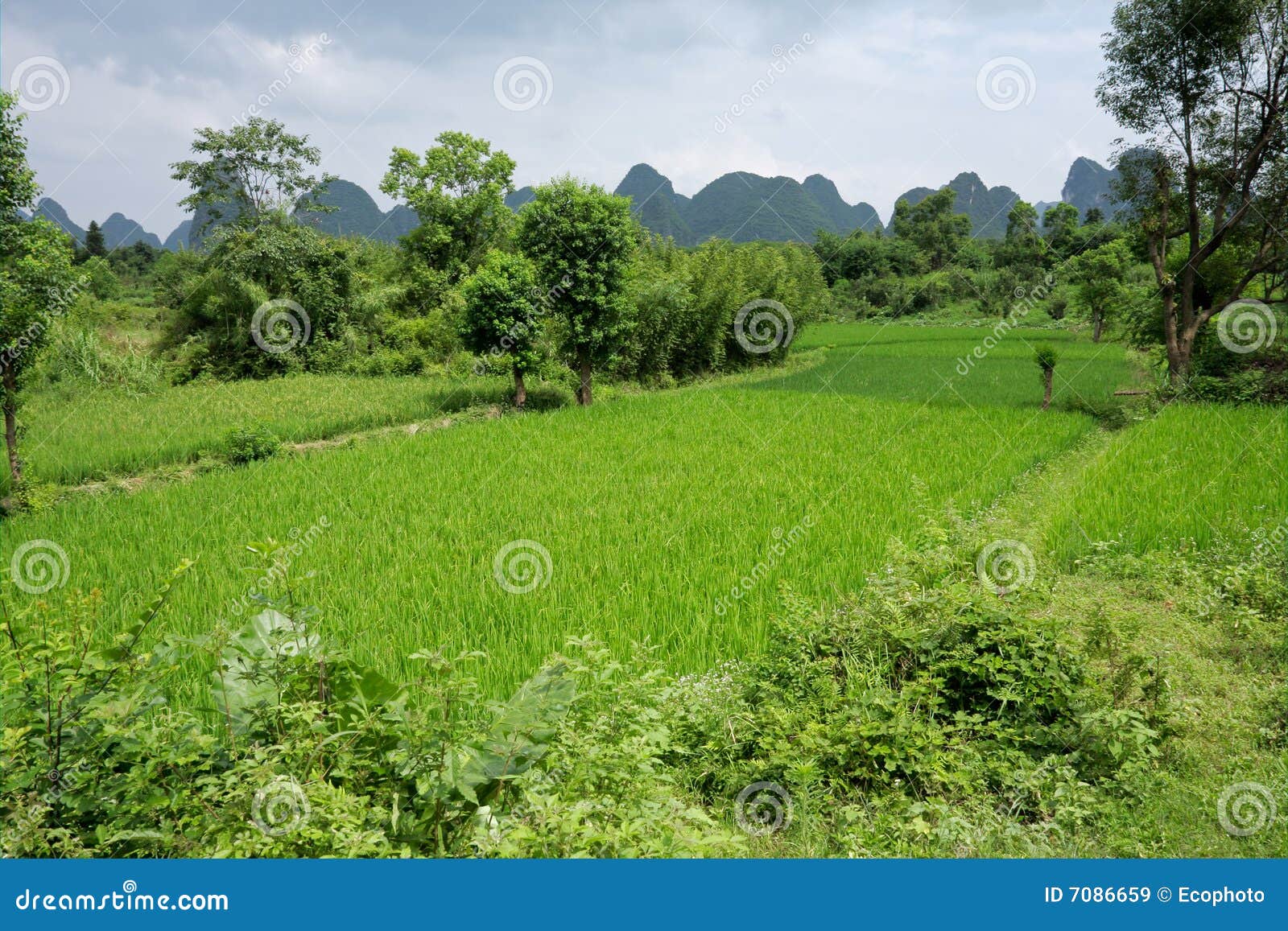 Chinese Rice Fields, Yangshuo, China Stock Image Image of flora, chinese 7086659