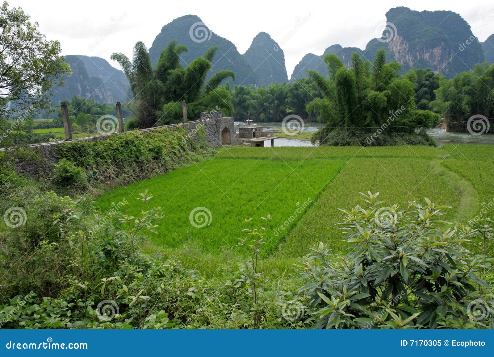 Chinese Rice Fields, Yangshuo, China Stock Image Image of organic, china 7170305