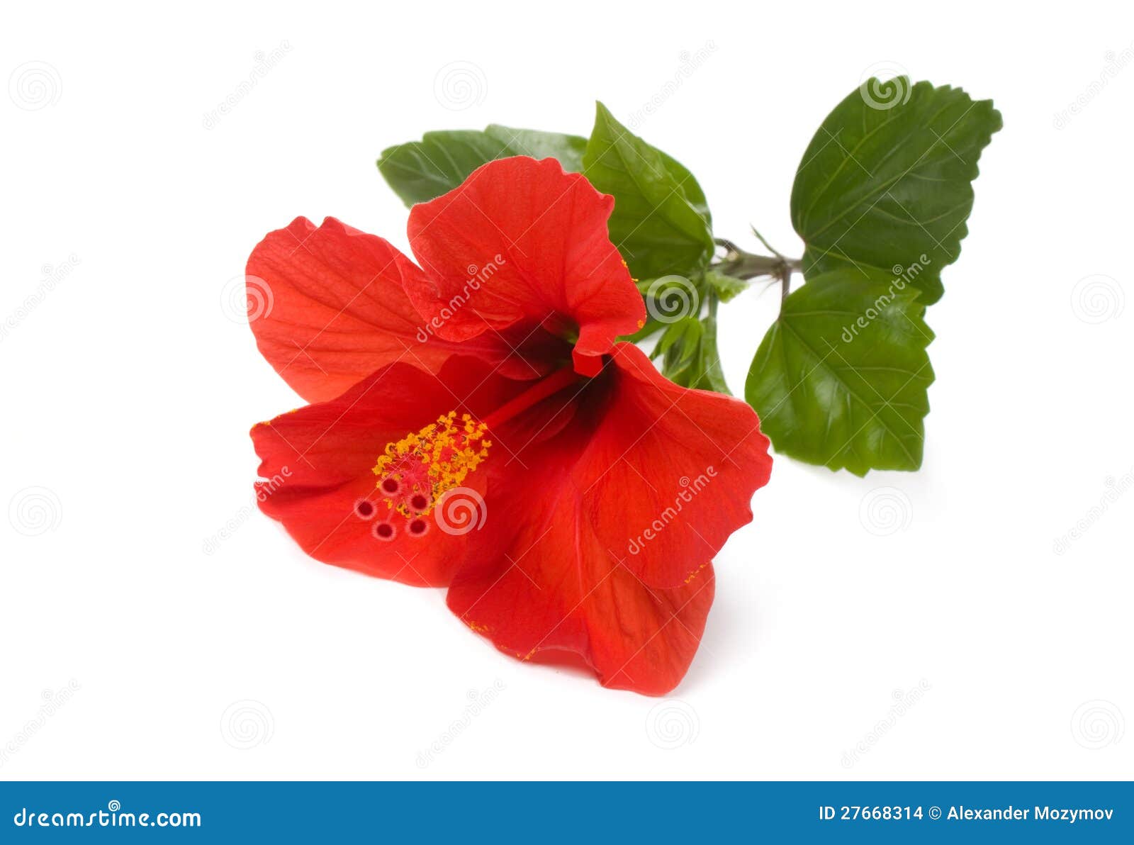 Chinese rose stock photo. Image of leaf, nature, chinese 27668314