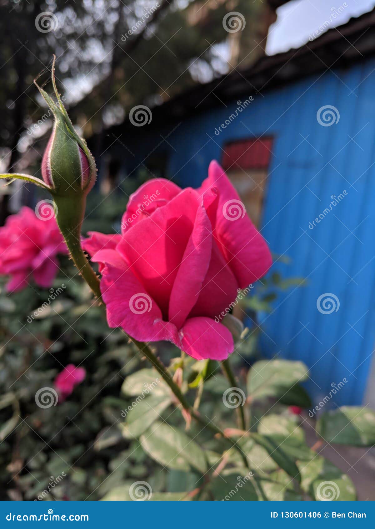 The chinese rose stock photo. Image of rose, beauty 130601406