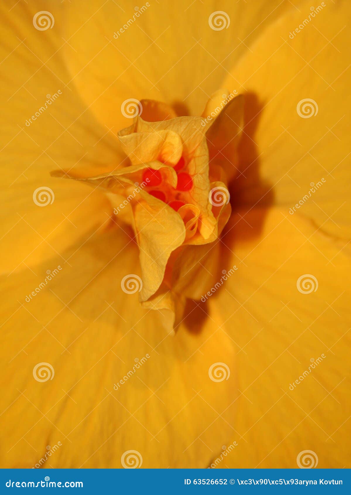 Chinese Rose stock photo. Image of macro, nature, plants 63526652