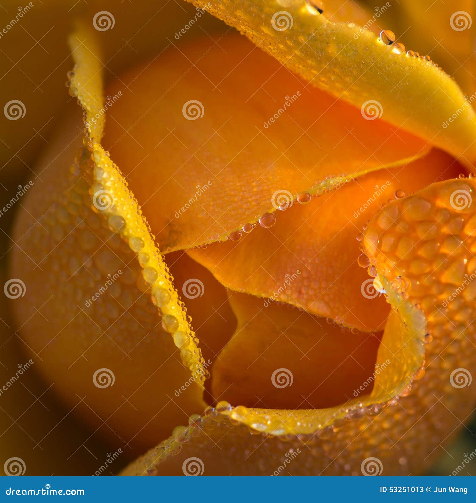 Chinese rose and dew stock image. Image of flowers, details 53251013