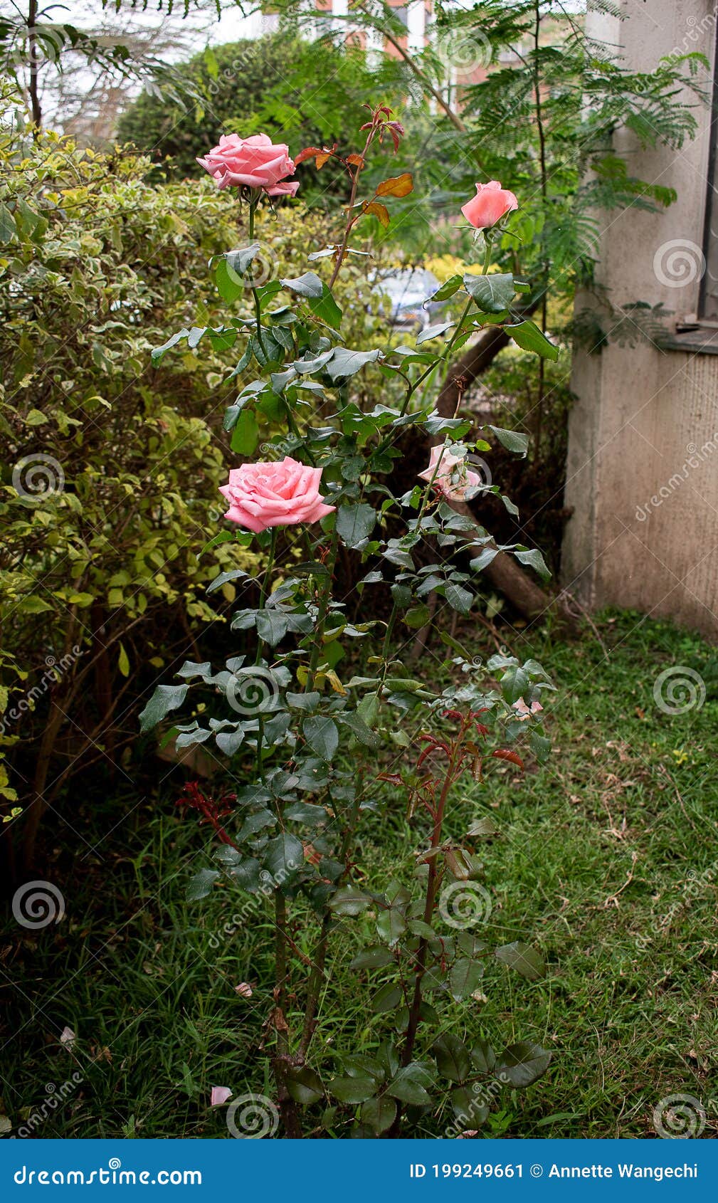 Chinese Rose in Home Garden Stock Image Image of rose, garden 199249661
