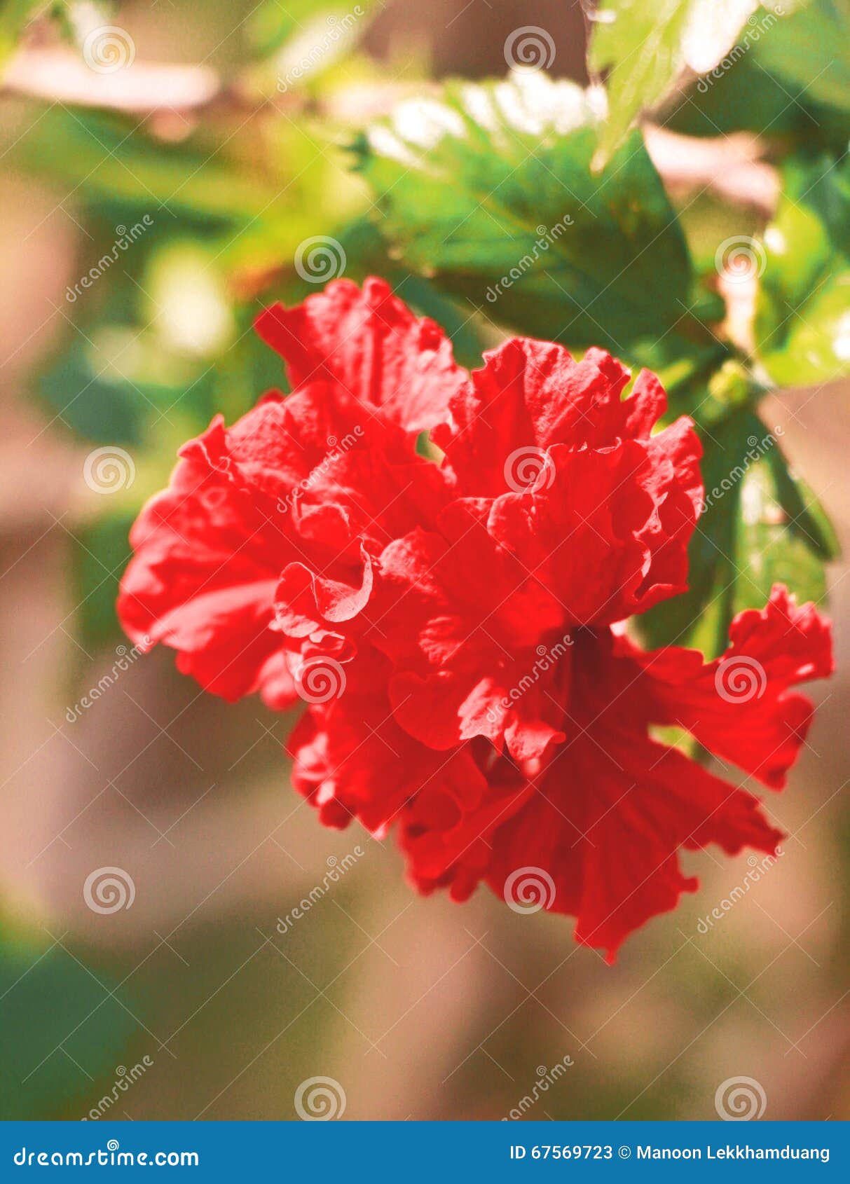 Chinese rose stock image. Image of chinese, sunshine 67569723