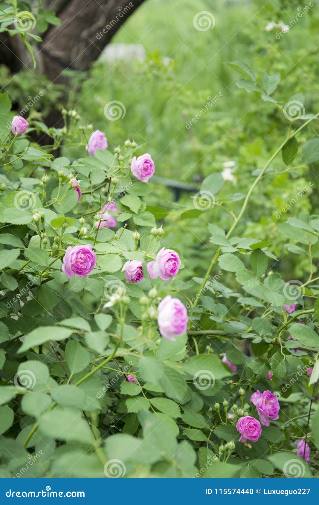 Chinese rose stock photo. Image of landscape, nature 115574440