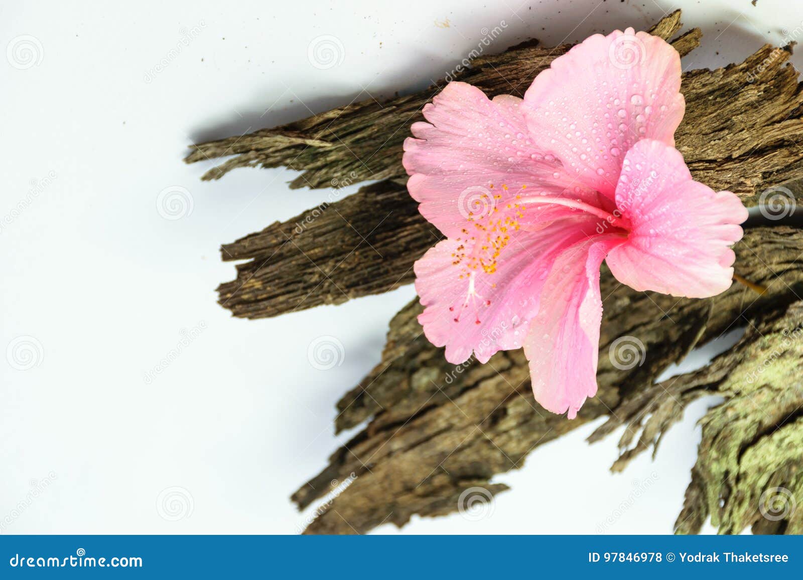 Chinese Rose or Rosa mallow isolated with bark. Chinese Rose or Rosa mallow flower isolated put on dirty old bark of tree,with white background