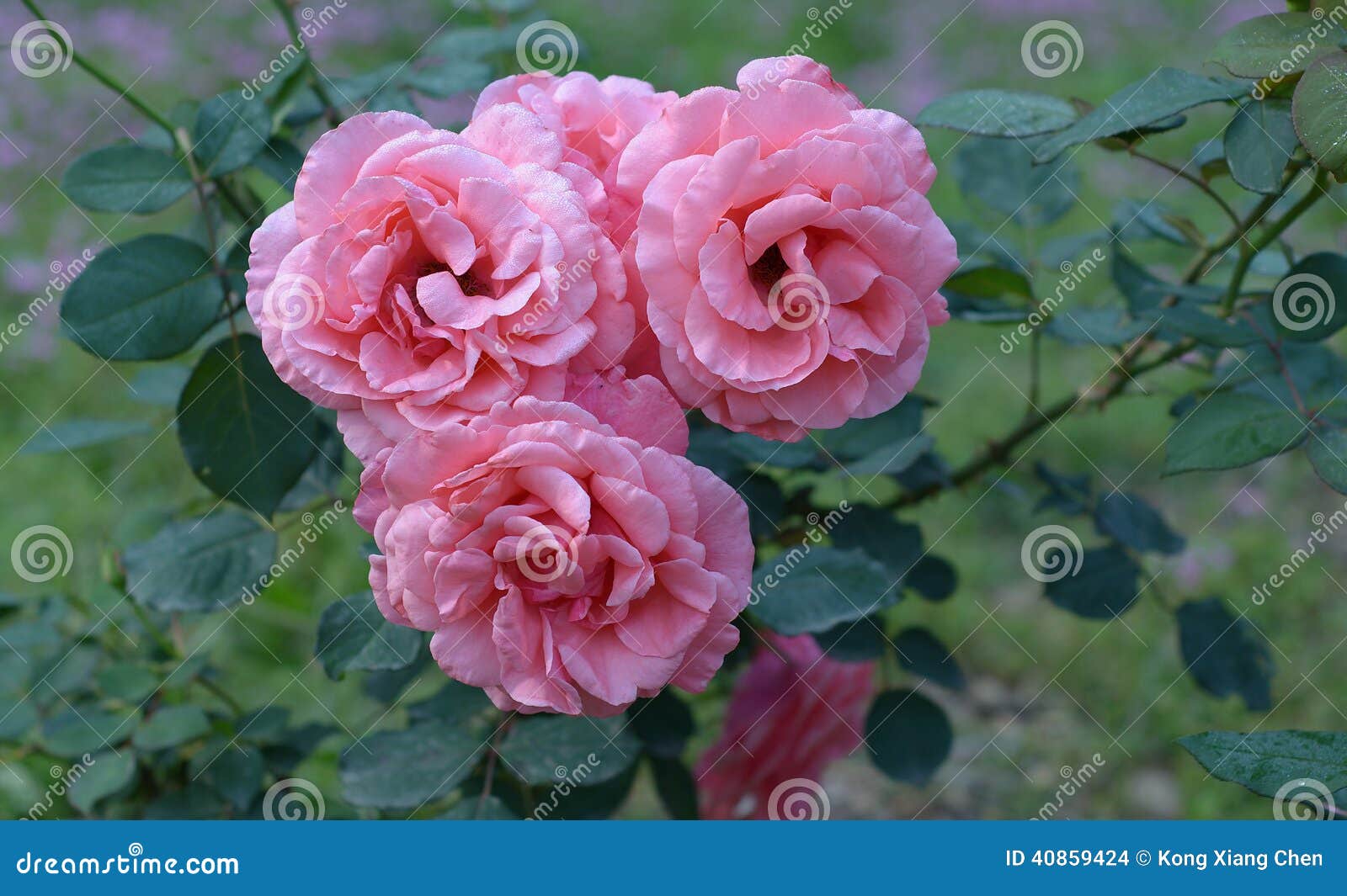 chinese rose rosaceae flowers