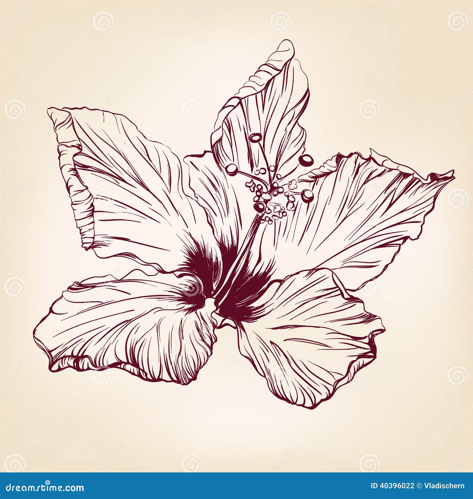 Chinese Rose Vector Llustration Stock Vector Illustration of blossom