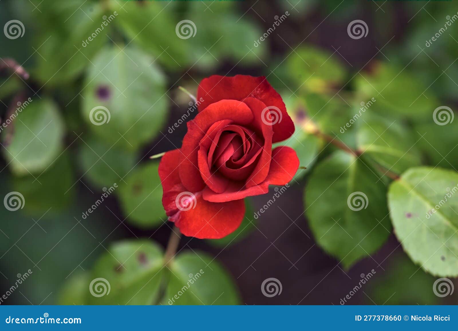 Chinese Roses in Bloom in a Bush Seen Up Close Stock Photo Image of flora, background 277378660