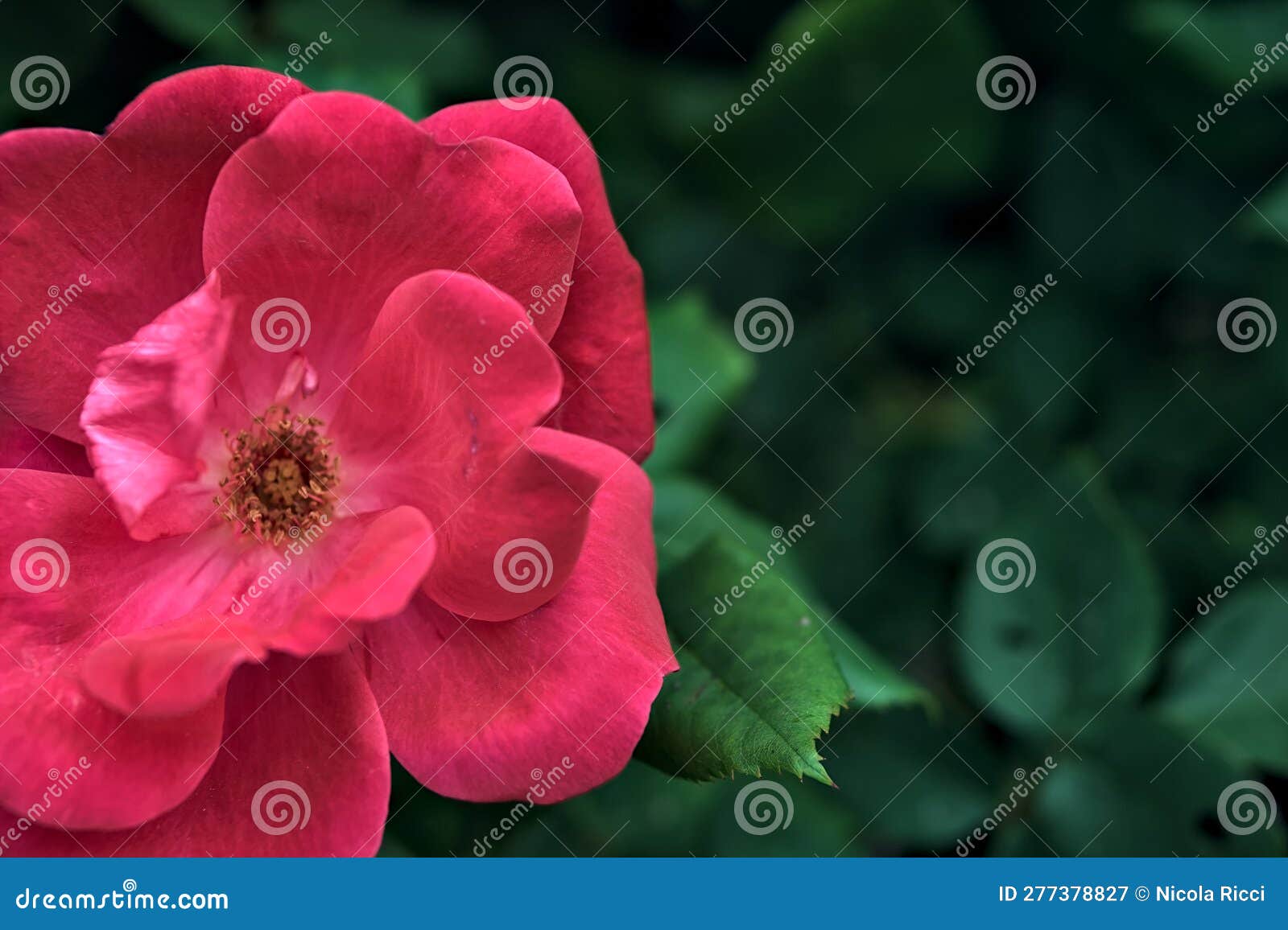 Chinese Roses in Bloom in a Bush Seen Up Close Stock Image Image of fresh, decorative 277378827