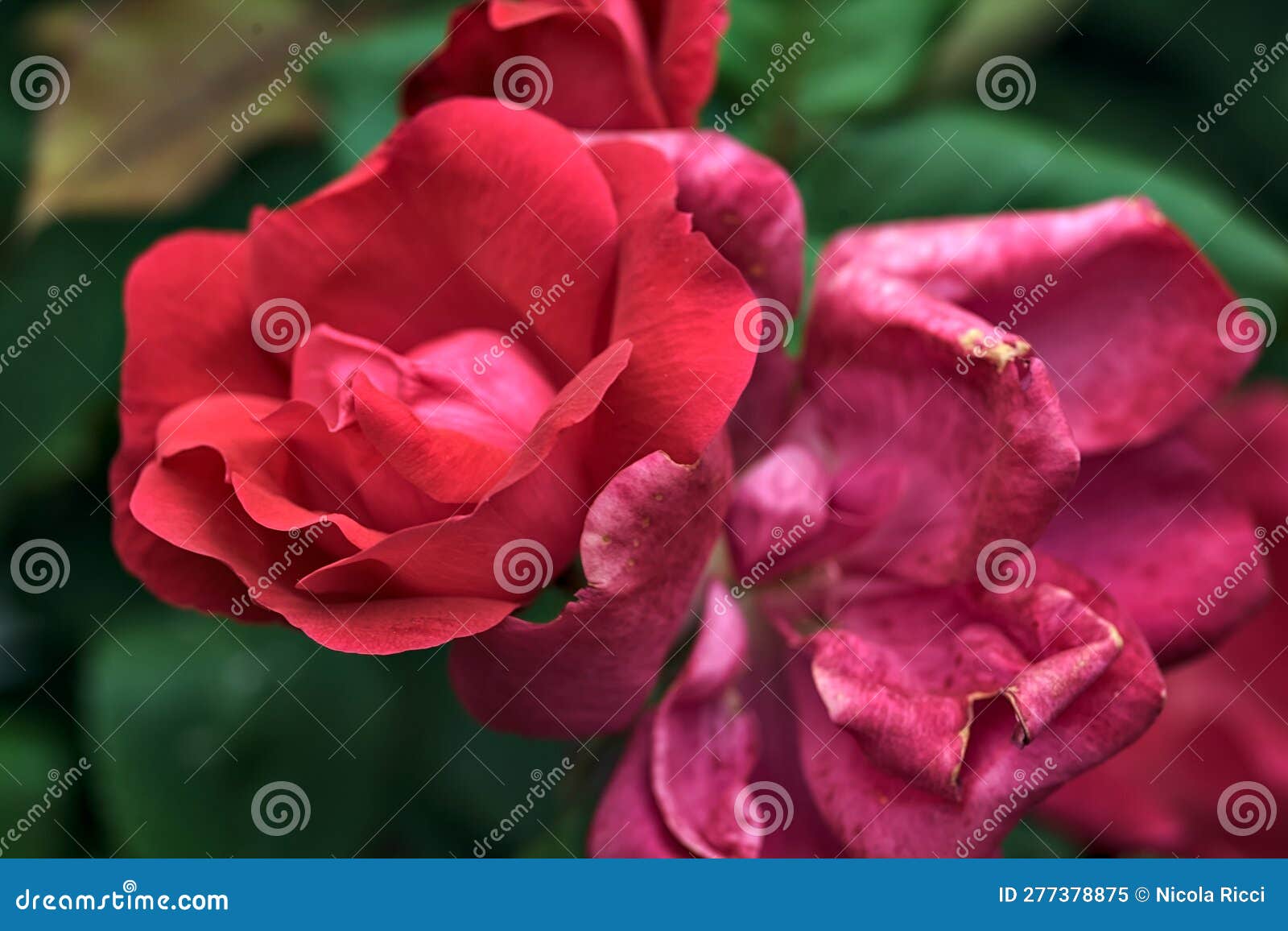 Chinese Roses in Bloom in a Bush Seen Up Close Stock Image Image of isolated, decoration