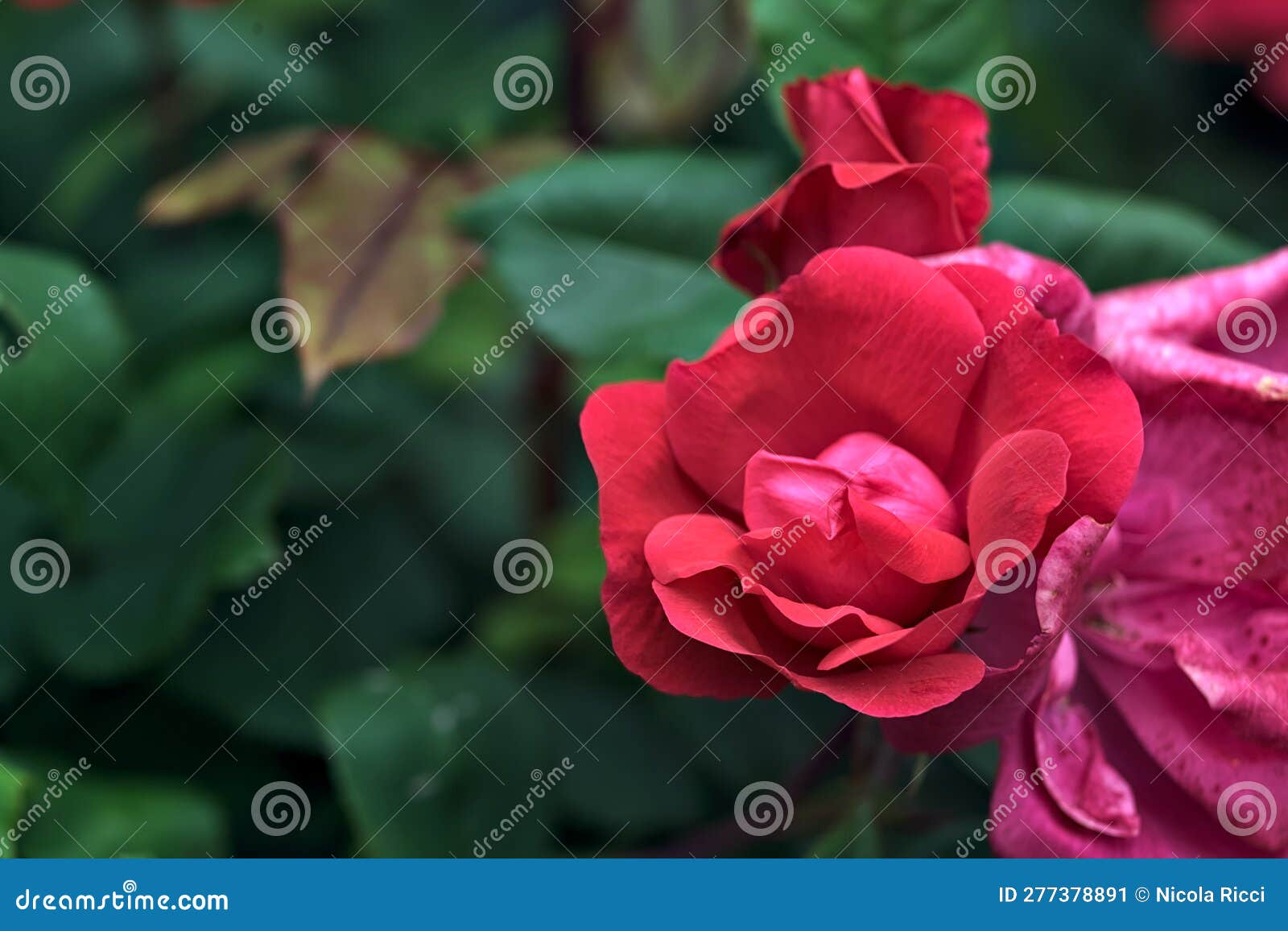 Chinese Roses in Bloom in a Bush Seen Up Close Stock Image Image of fresh, floral 277378891