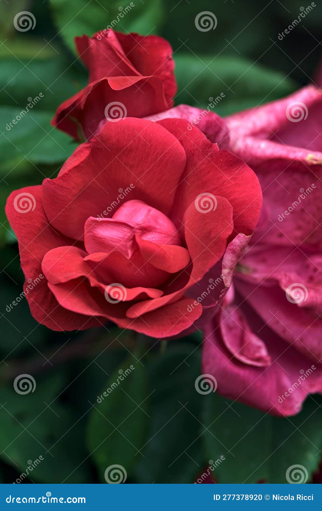 Chinese Roses in Bloom in a Bush Seen Up Close Stock Photo Image of bloom, background 277378920