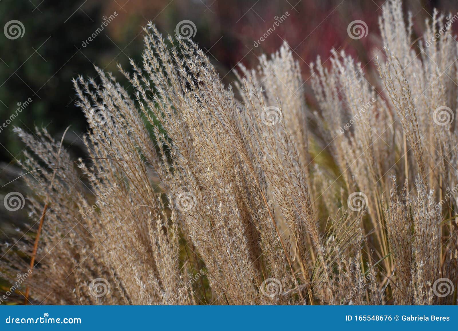 chinese silver grass, in the garden.