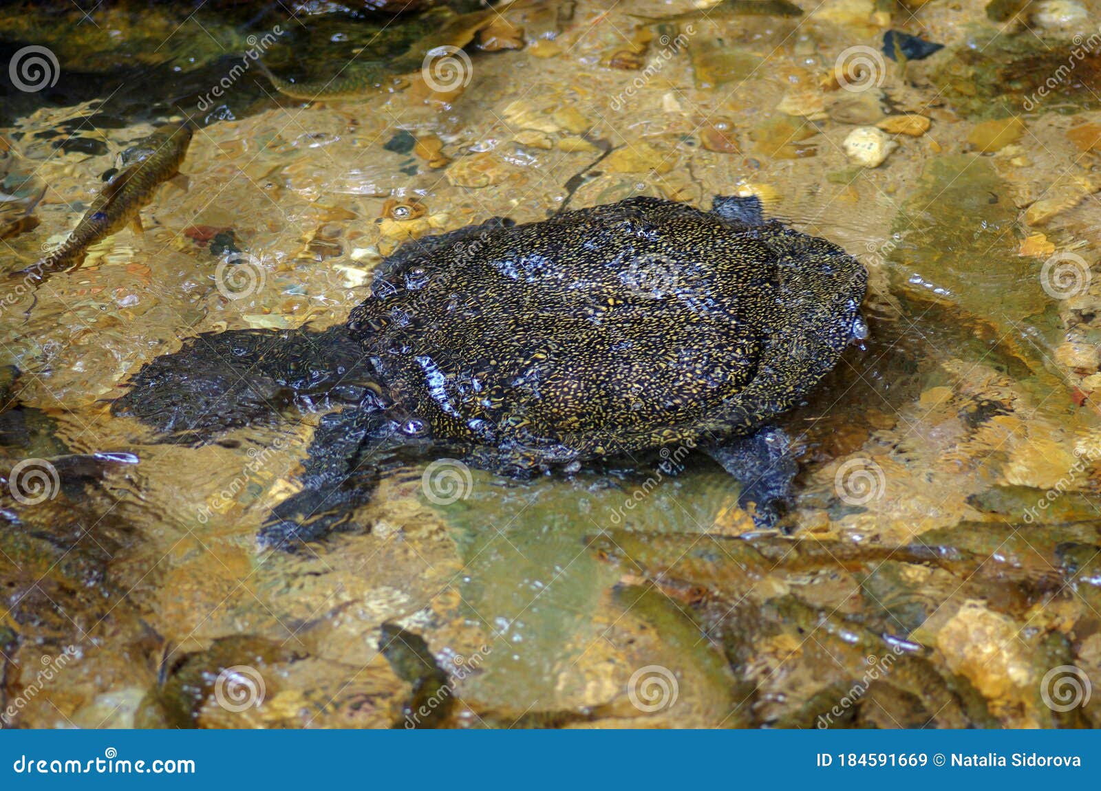 Chinese Softshell Turtle in the National Park on Koh Chang Island, Thailand  Stock Image - Image of tortoise, animal: 184591669