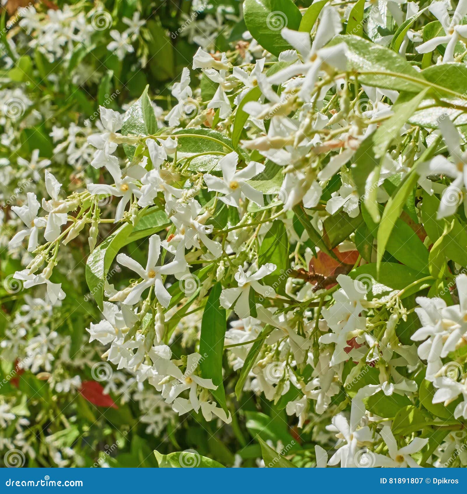 Chinese Star Jasmine Flowers Stock Image Image of jasmine, macro