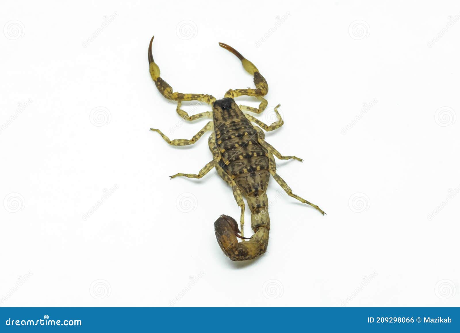 Chinese Swimming Scorpion stock photo. Image of dangerous - 209298066