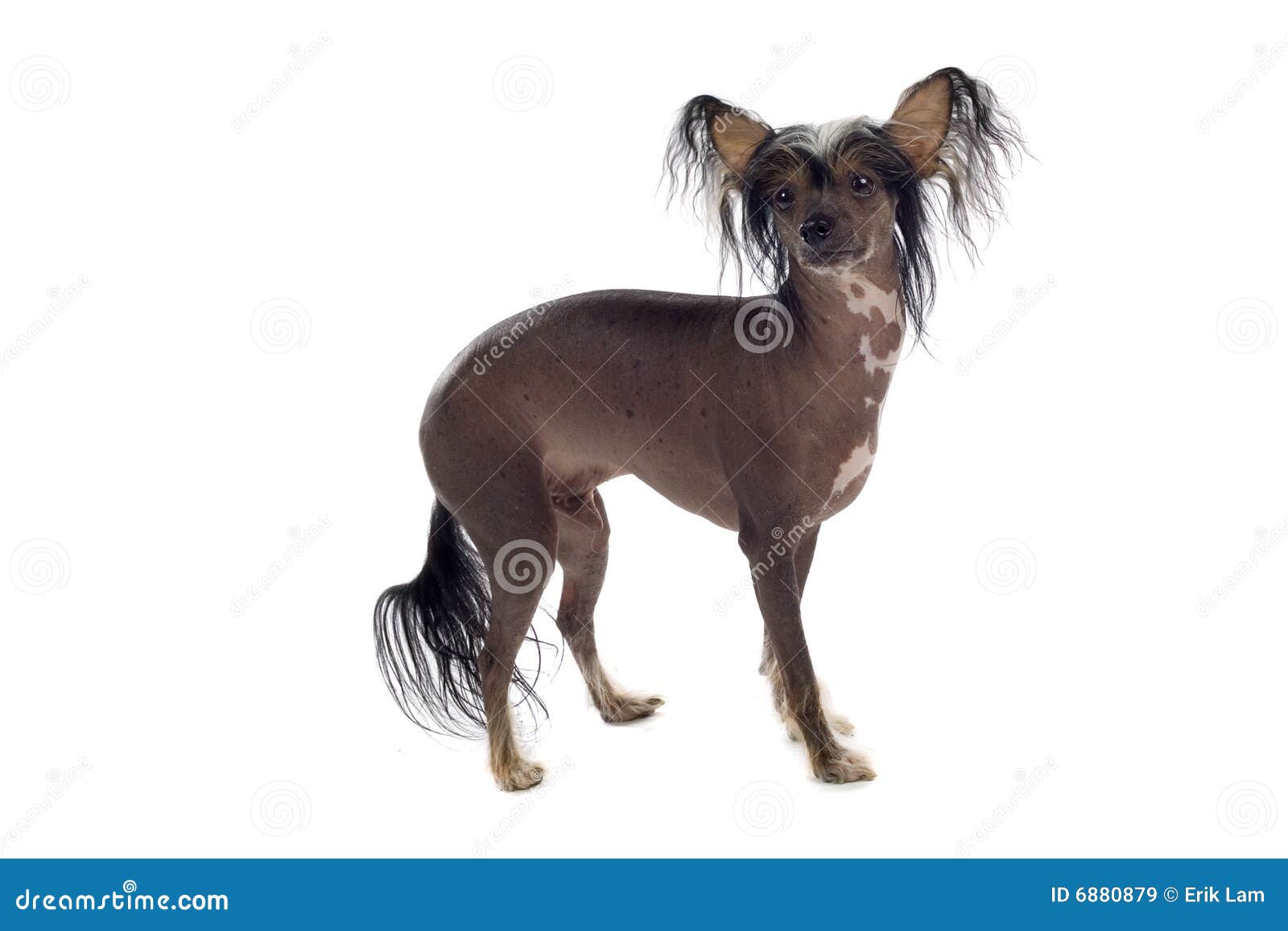 chinese temple dog breed