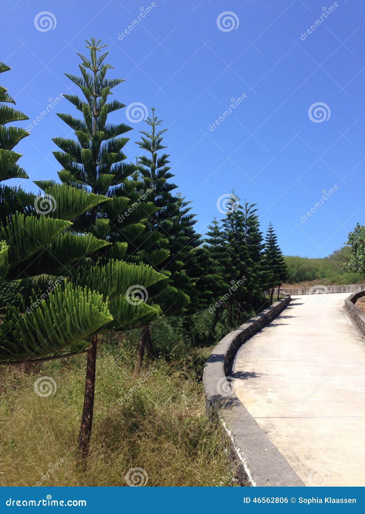 chinese trees on qimei island pescadores taiwan