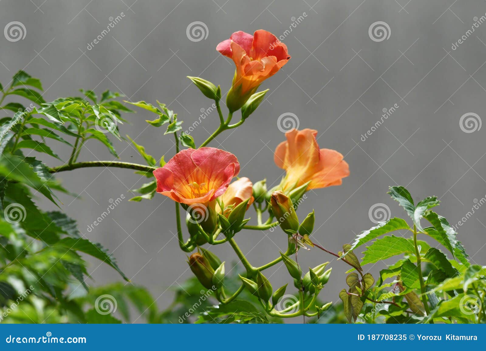 Chinese trumpet creeper stock photo. Image of green, motherly - 75980506