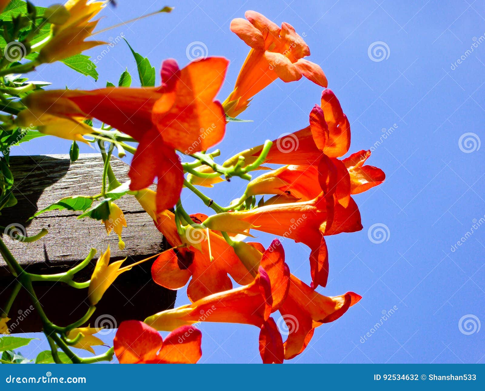 Chinese trumpet creeper stock image. Image of trumpet - 75938331