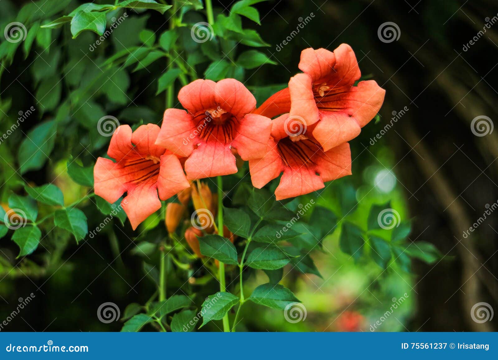 Chinese trumpet creeper stock image. Image of lingxiaohua - 75938903