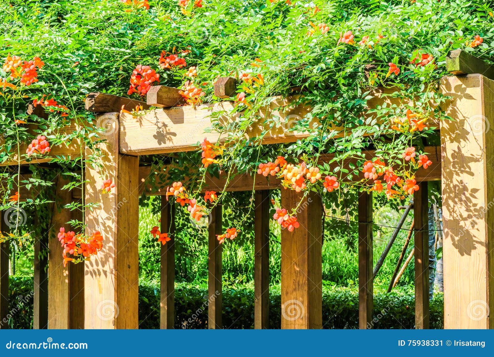 Chinese trumpet creeper stock image. Image of trumpet - 75938331