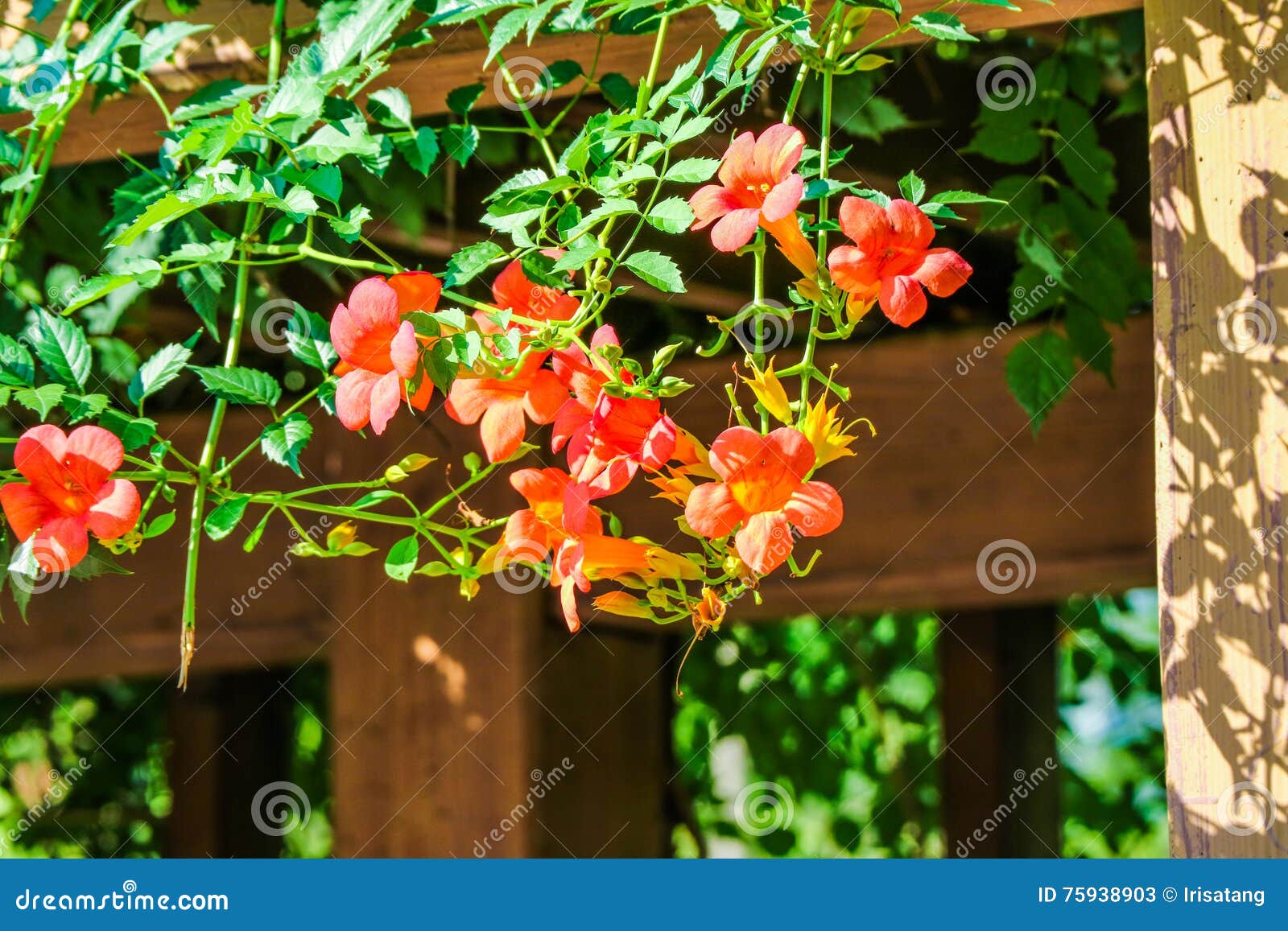 Chinese trumpet creeper stock image. Image of lingxiaohua - 75938903