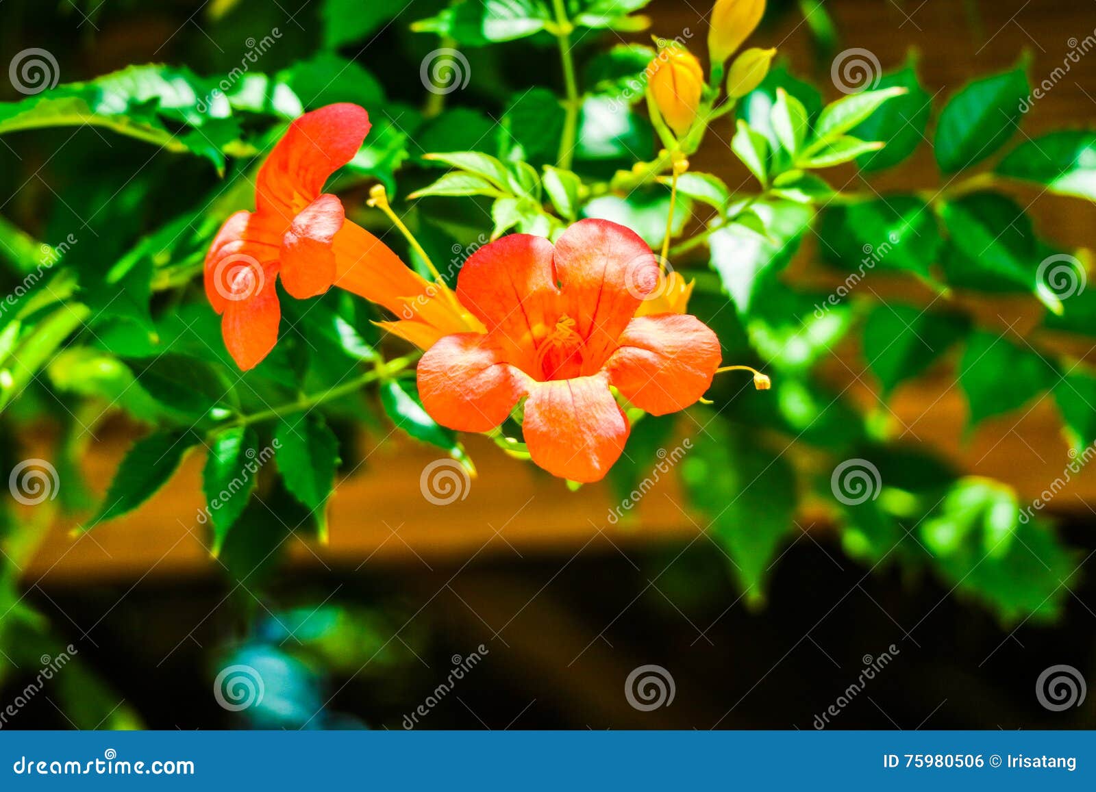 Chinese trumpet creeper stock photo. Image of green, motherly