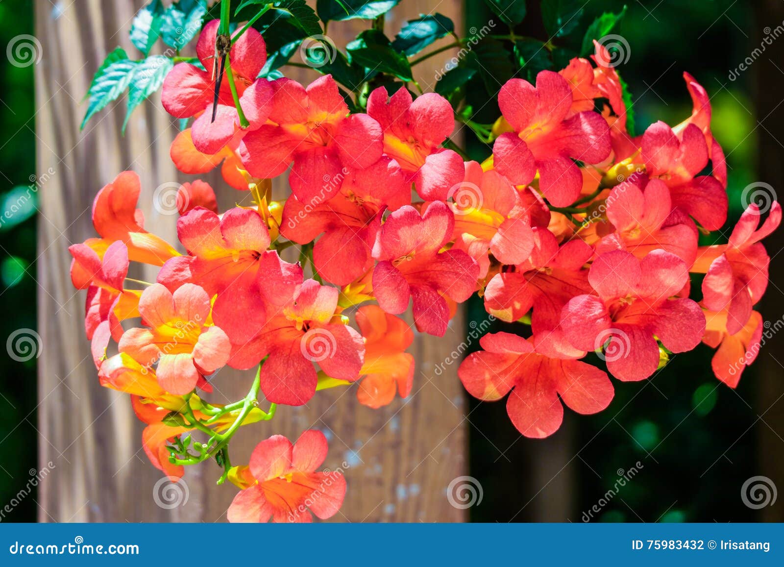 Chinese trumpet creeper stock image. Image of lingxiaohua - 75938903