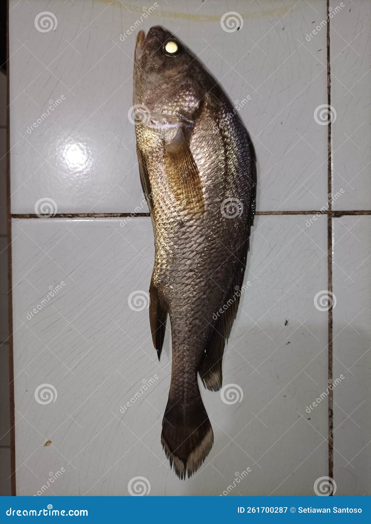 Chinese or Tyrian Snapper Which is Much Hunted because of Its Expensive
