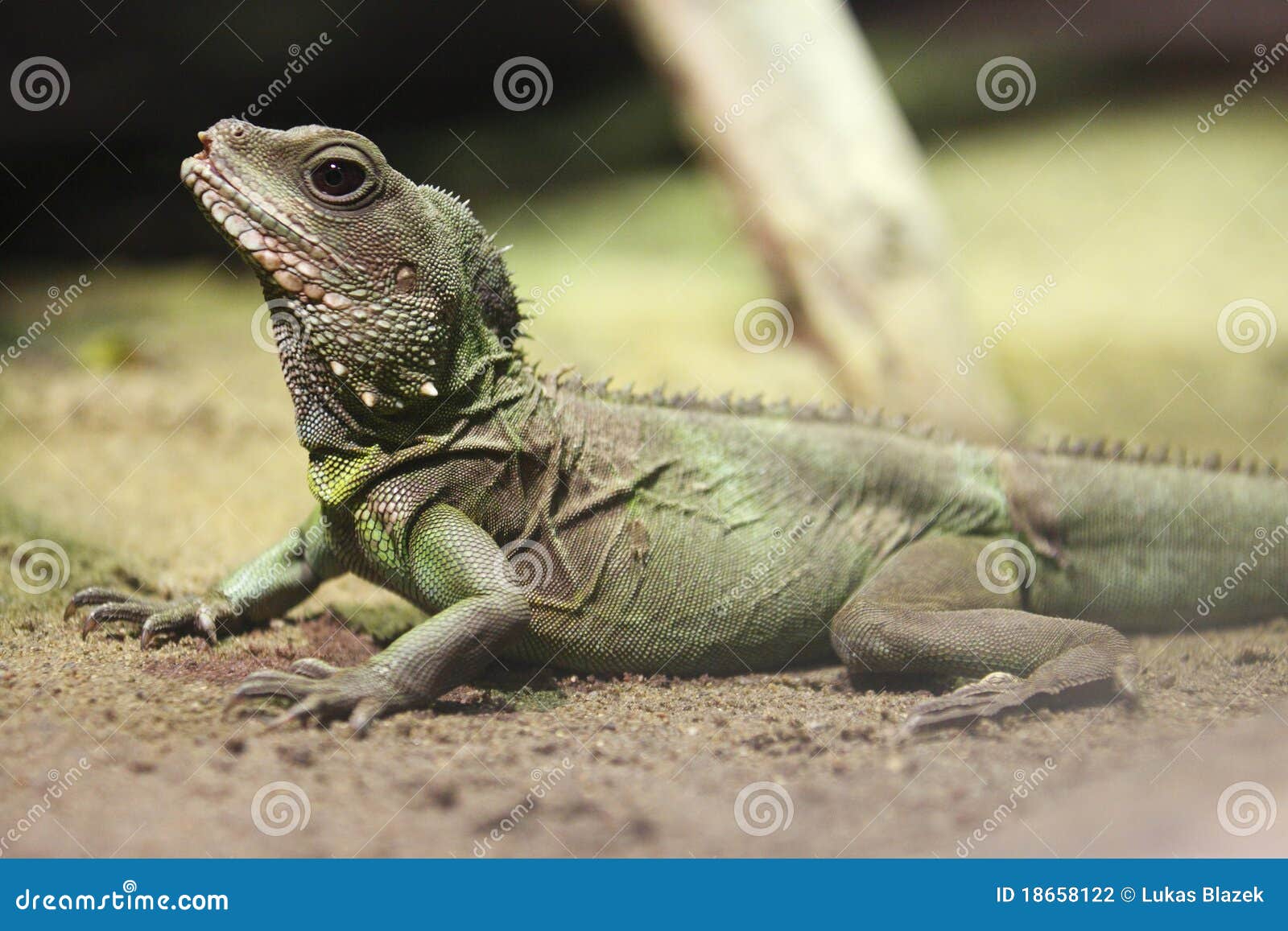 Chinese water dragon stock photo. Image of skin, wildlife 18658122