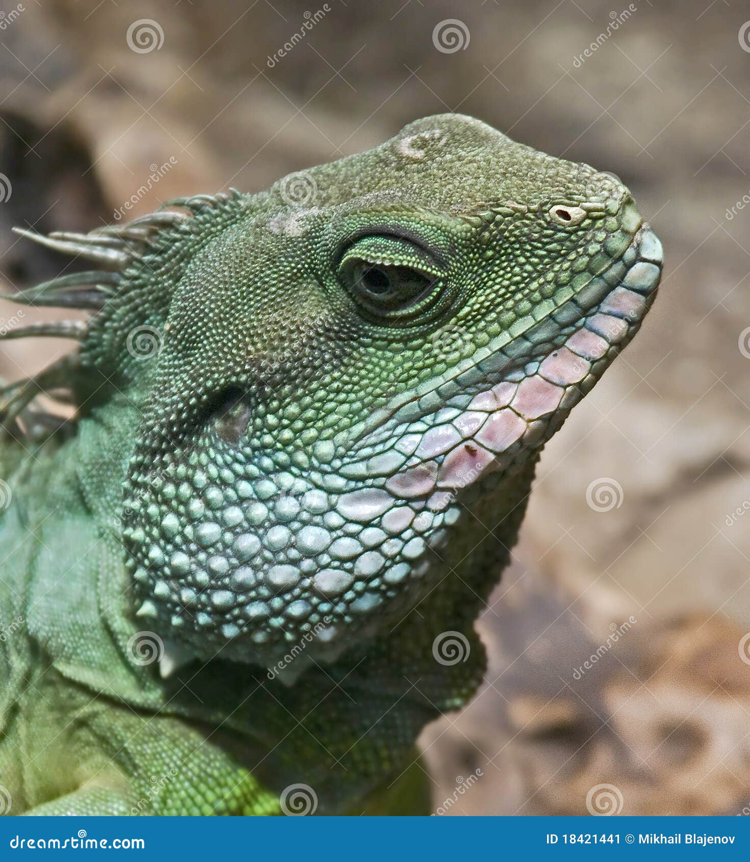 Chinese water dragon 2 stock image. Image of nice, species 18421441