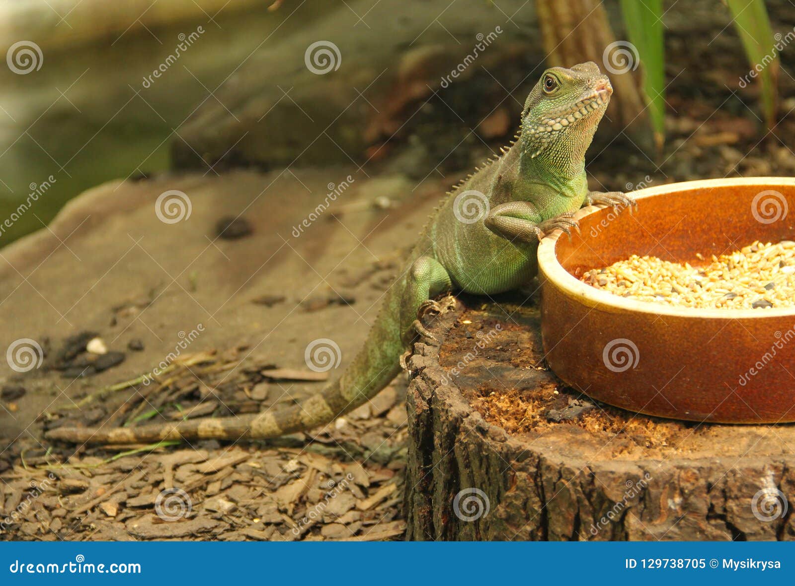 Chinese Water Dragon Stock Image Image Of Tropic Reptile 129738705 chinese-water-dragon-stock-image-image-of-tropic-reptile-129738705
