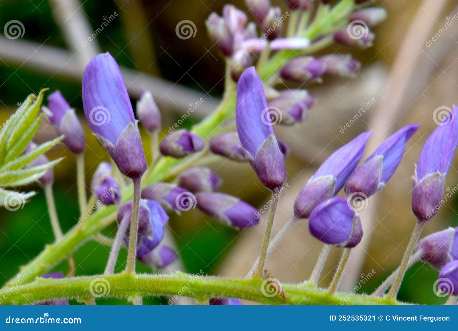 Chinese Wisteria Flower Stem Abstract 01 Stock Image Image of stem