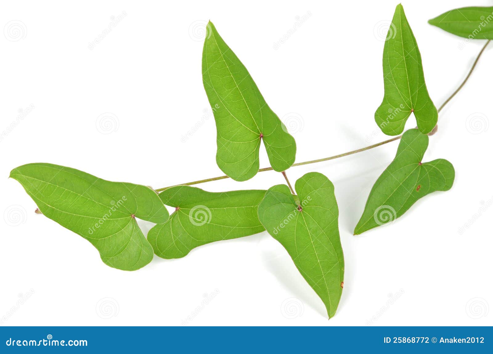 Chinese yam leaf stock photo. Image of taste, heart, japanese 25868772