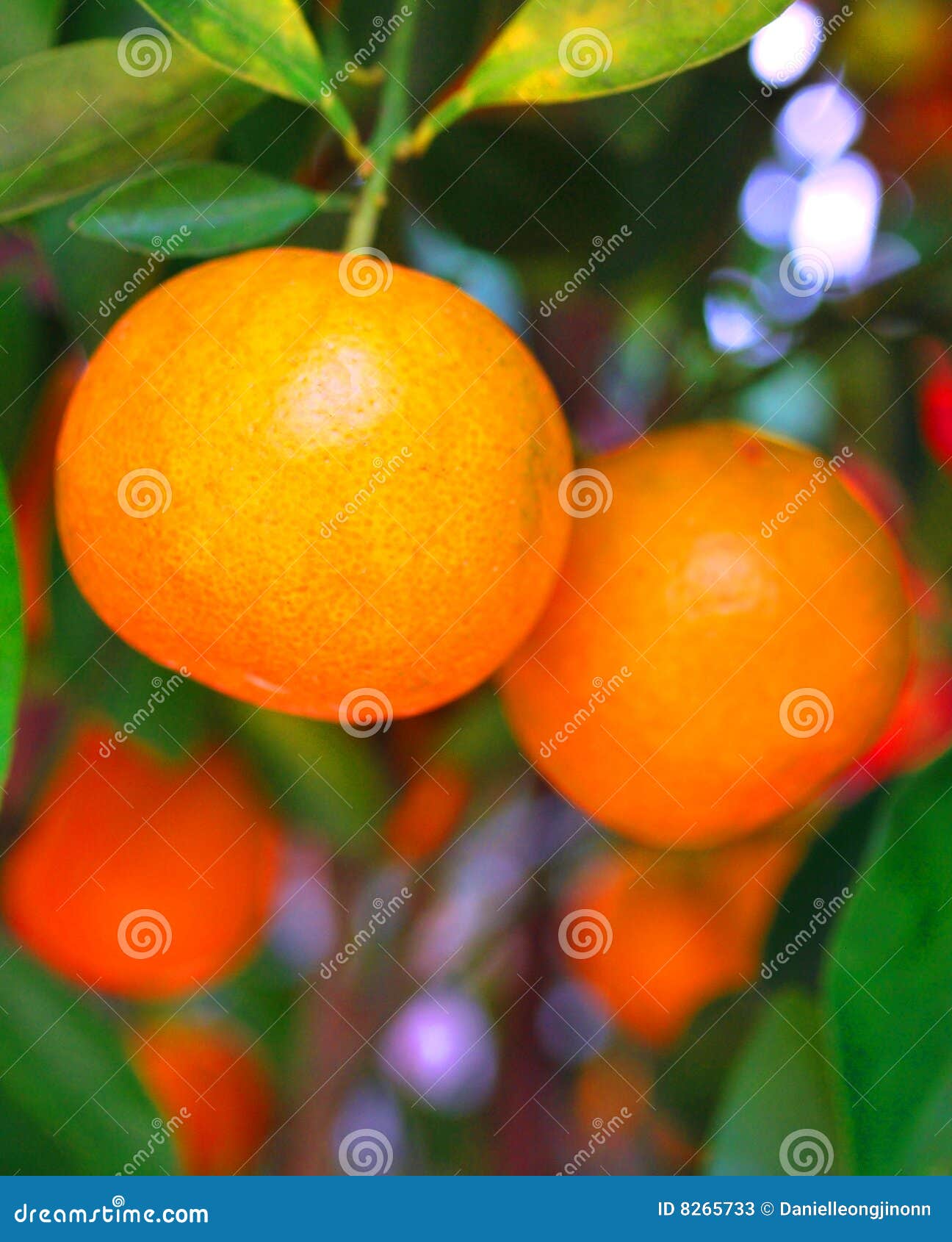 Chinesische Mandarinen. Dieses ist die Mandarinen, die auf einem Baum wachsen.