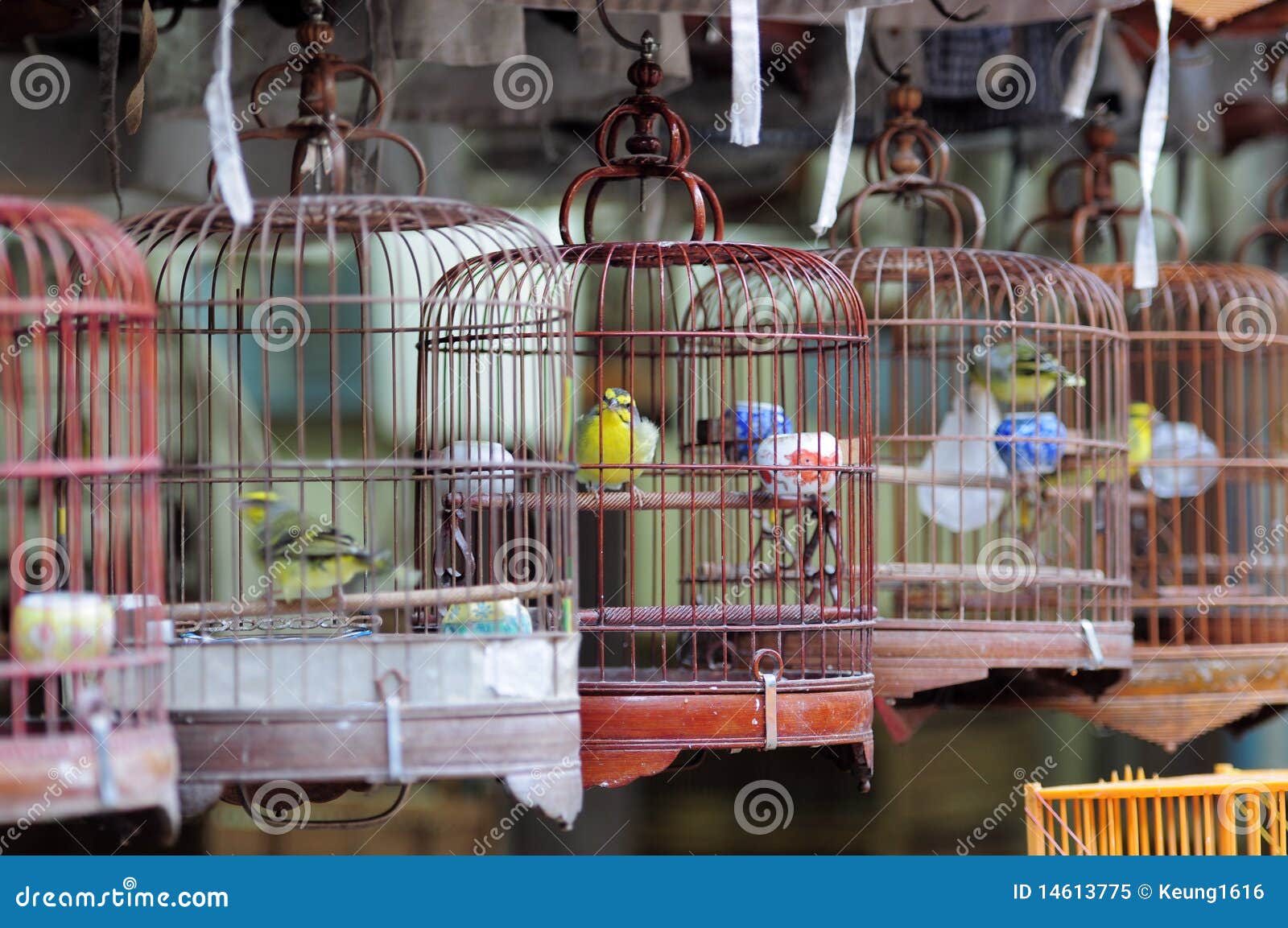 Chinesische Vogelrahmen Und Vogel Stockbild Bild Von Bambus Nest