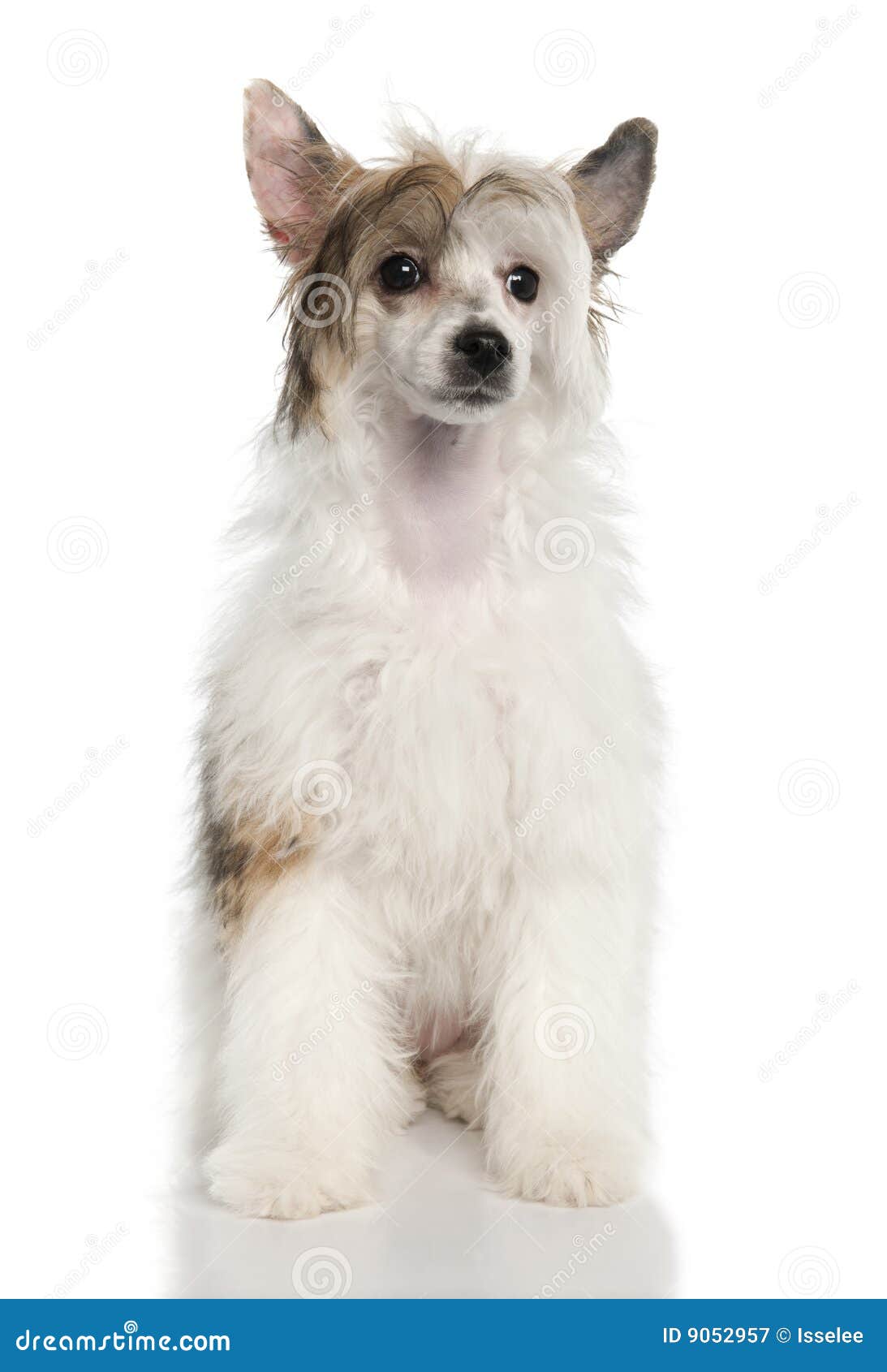 Chinesischer Mit Haube Hund Powderpuff (4 Monate) Stockbild Bild