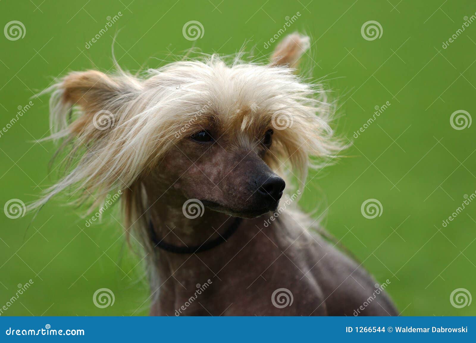 Chinesisches Mit Haube Hund Portrait Stockfoto Bild Von Chinesisches Hund 1266544