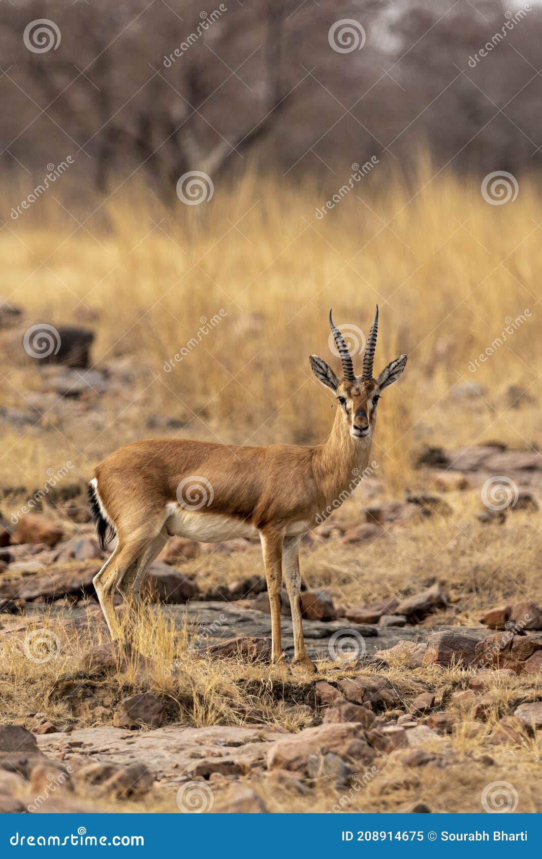 Chinkara or Indian Gazelle or Gazella Bennettii a Vulnerable Animal Portrait with Eye Contact in Open Field during at Ranthambore Stock Image - Image of open, vulnerable: 208914675 Chinkara or Indian Gazelle or Gazella Bennettii a Vulnerable Animal Portrait with Eye Contact in Open Field during at Ranthambore Stock Image - Image of open, vulnerable: 208914675