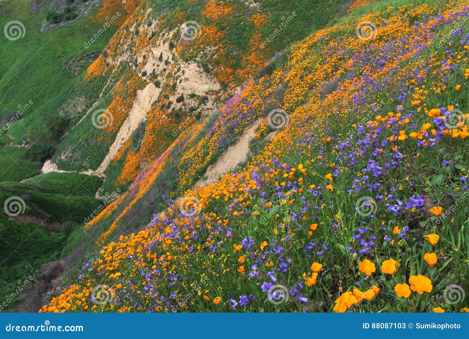 chino hills wildflower