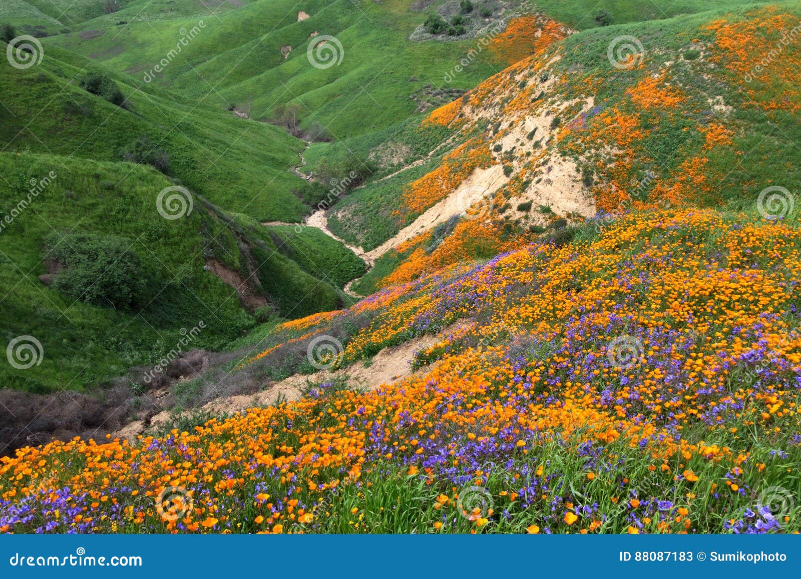 chino hills wildflower