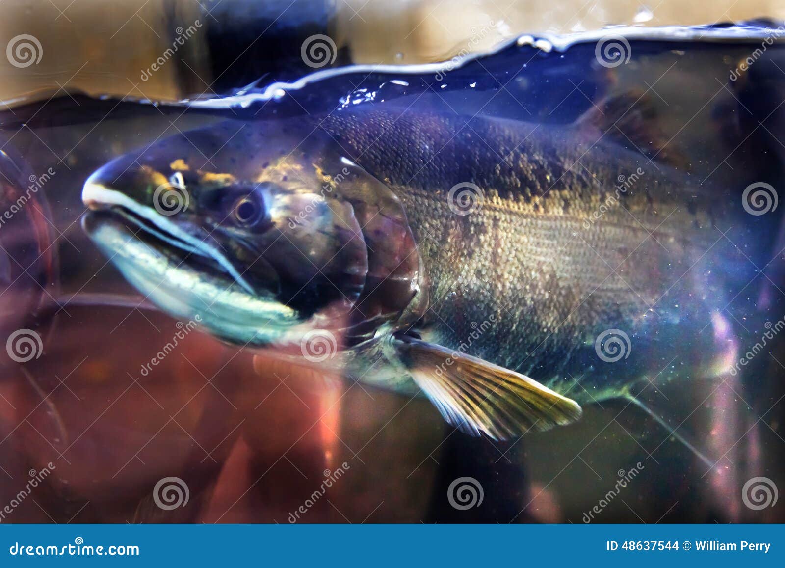 chinook coho salmon close up issaquah hatchery washington state