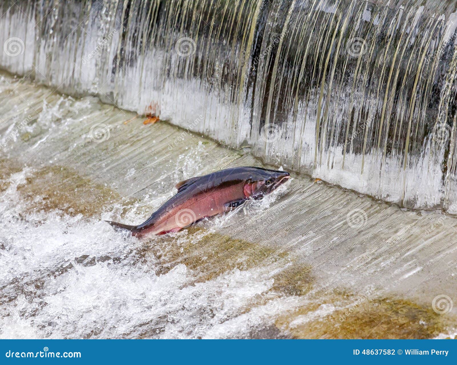 chinook coho salmon jumping issaquah hatchery washington state