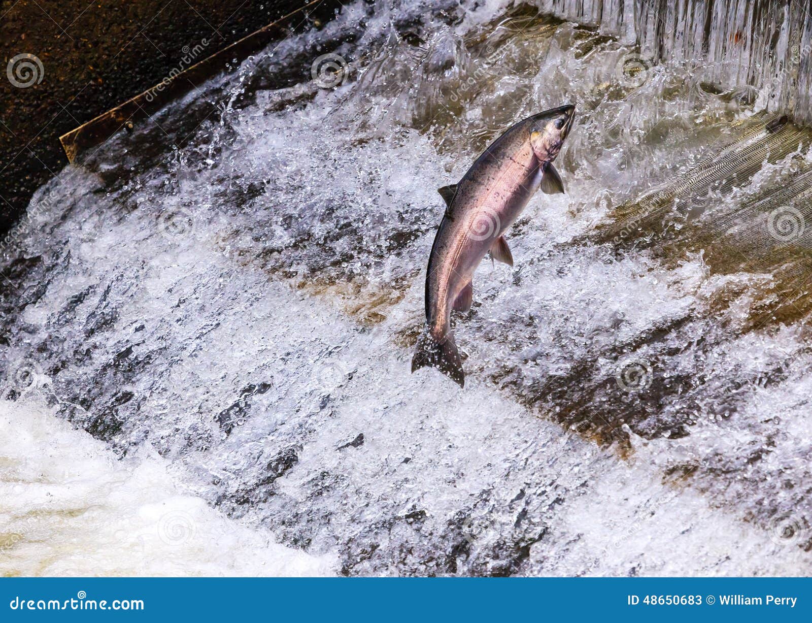 chinook coho salmon jumping issaquah hatchery washington state