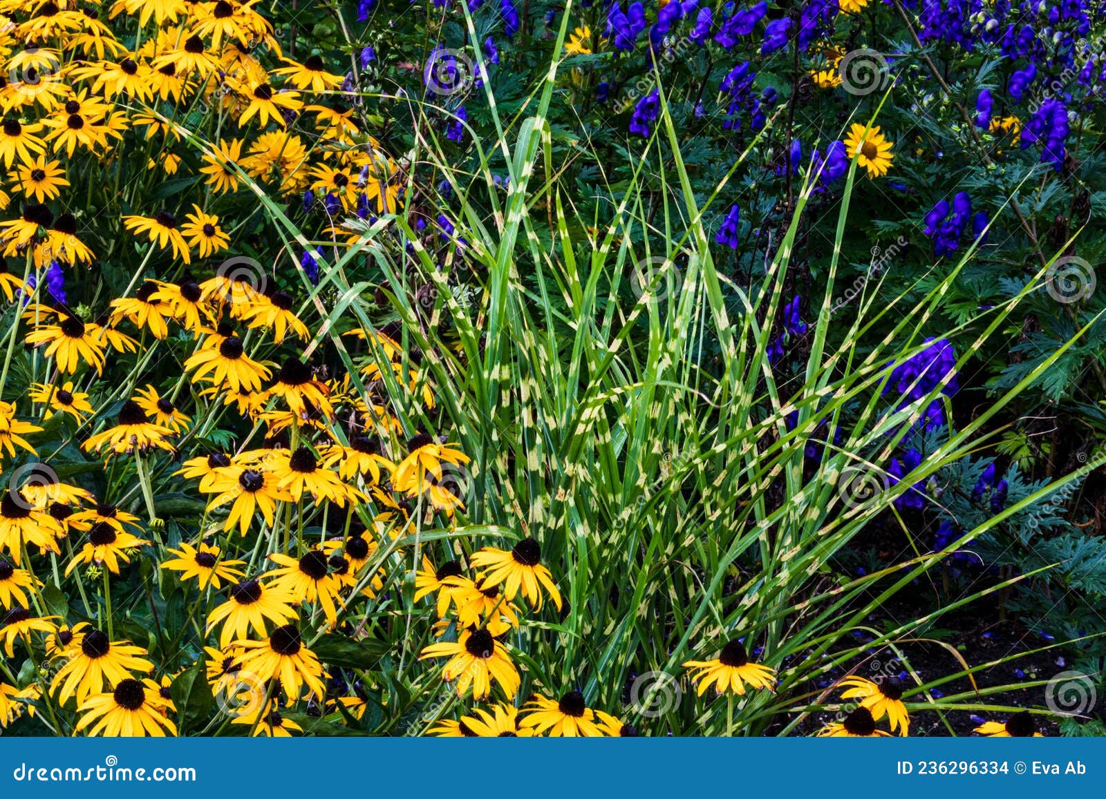 chinsese silver grass in the combination with yellow and blue summer flowers.close up.2021.summer