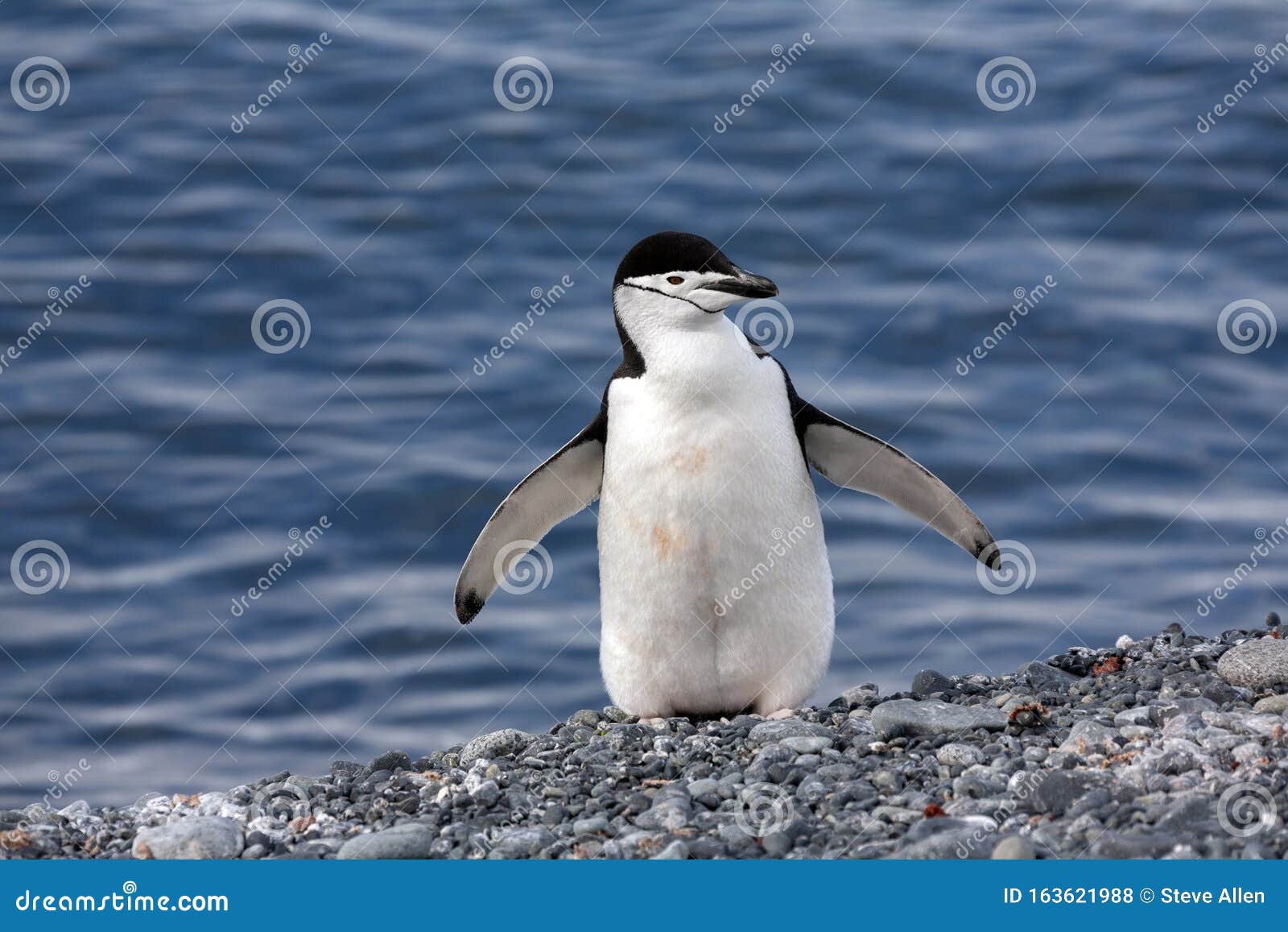 chinstrap penguin - south shetland islands - antarctica